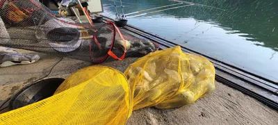 양평 힐링 수곡낚시터 펜션 오픈 및 8월첫주 금,토 주말 조황 소식입니다