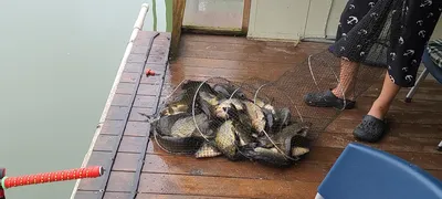 피서 여름낚시 양평 수곡낚시터 주말 조황 소식 