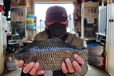 고삼저수지 마리수붕어? 사짜붕어?