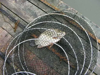 자갈섬낚시터조황