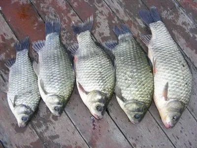 자갈섬낚시터 ~주말조황입니다