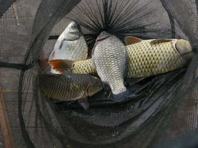 자갈섬낚시터조황