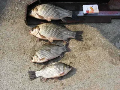 자갈섬월척입니다