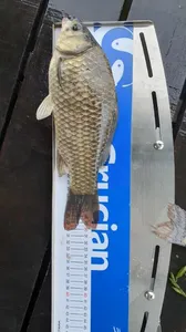 배수없는 낚시터 주말 조황입니다.