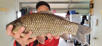 고삼지 연일 사짜조황!!