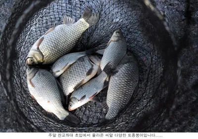 신봉지의 주말은 이런조황이....