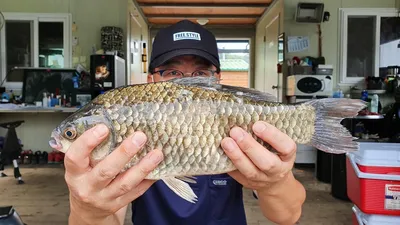 고삼지 덩어리들의 움직임!!