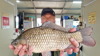 고삼지 상류권 사짜조황입니다.