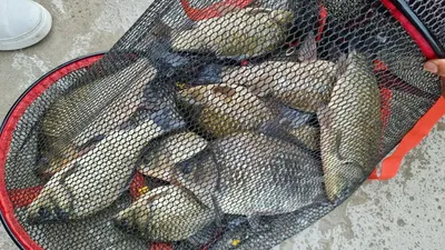 아산 명품 월랑낚시터 9월 세번째 조황 화보입니다...^^