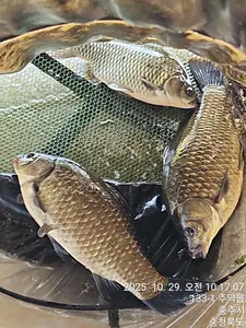 화곡낚시터 조황정보 