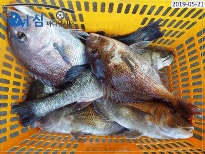 5월21일 어심바다낚시터조황