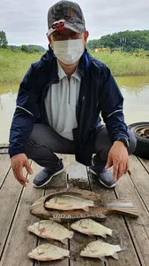 고삼지 오름수위에 산란중입니다.