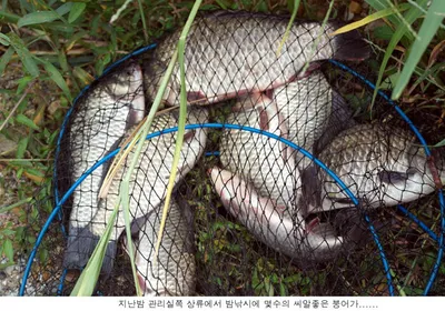 지난밤 신봉지는...