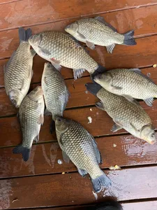 송전지 제일좌대 조황입니다.