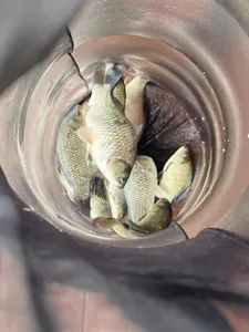 송전지 제일좌대 조황입니다.