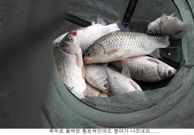 주말만되면 극한 폭우가 예보되어....