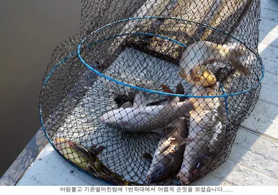 신봉지 지난밤 조황입니다.....