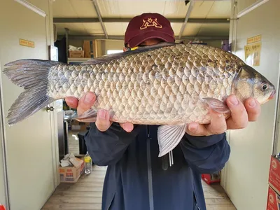 봄향기 가득한 고삼지의 사짜붕어 조황입니다.