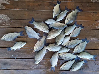 고삼지 주중 수위변화에 마리수 조황!