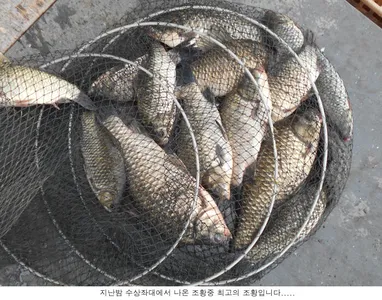 생각만큼 안나오네요...그래도 붕어는방류합니다...