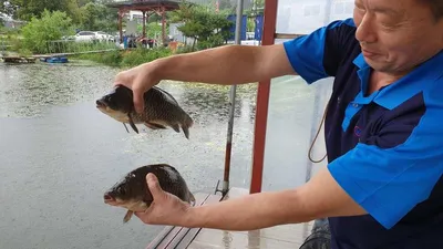 아산 명품 월랑낚시터 8월 세번재 조황이야기입니다...^^