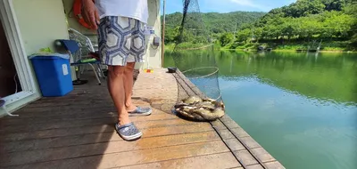 풍광좋은 피서낚시 양평 수곡낚터 수,목 주중반 조과도 꾸준하네요