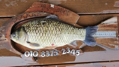 고삼지 사짜붕어외 마리수 타작!!