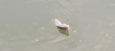 힐링 수곡낚시터 11월 셋째주 주후반 조황 및 대호만 토종붕어 대량방류