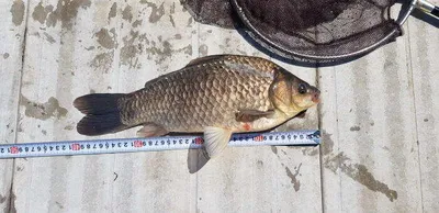 아산 명품 월랑낚시터 5월 두번째 조황이야기입니다...^^