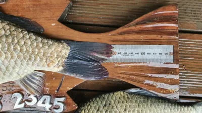 고삼지 활발해진 입질에 사짜붕어!!