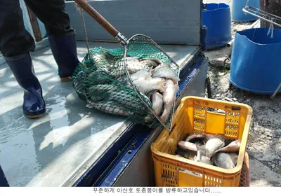 붕어도 방류하고 조황도 올립니다....