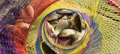 양평 힐링 수곡낚시터 호조황과 편차가 있었습니다