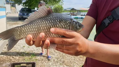 아산 명품 월랑낚시터 7월 마지막 조황이야기입니다...^^