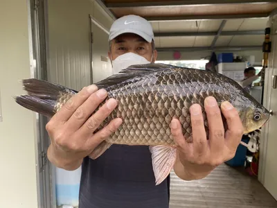 고삼지 양촌좌대 명절연휴 조황입니다.