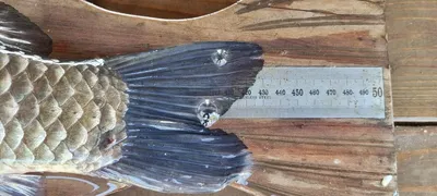 고삼지 주말 사짜붕어 덜컹덜컹 합니다.