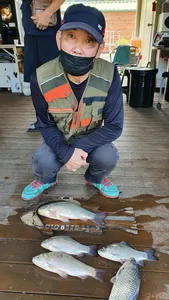 고삼지 붕어 힛트 HIT HIT 안뇽~