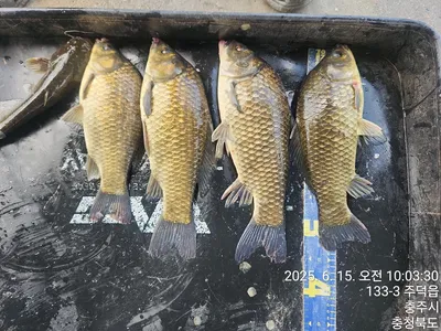 화곡낚시터 주말조황 