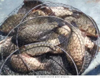 어복인가 실력인가...