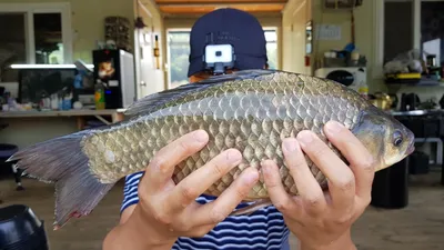 고삼지 화끈한 조황!! 사짜붕어 연일 방출!!