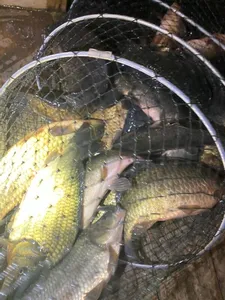 힐링 수곡낚시터 3월첫주말 조황 및 붕어방류 안내