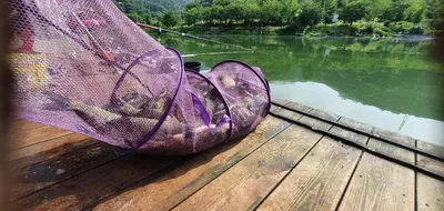 풍광좋은 힐링 피서낚시 양평 수곡낚시터 셋째주 수,목 조황 안내