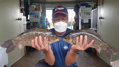 절정의 시즌 고삼지 양촌좌대 사짜붕어조황입니다.