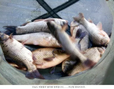 오늘도 씨알좋은 붕어를 방류합니다....