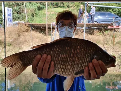 고삼지 상류권 사짜붕어 활발한 조황