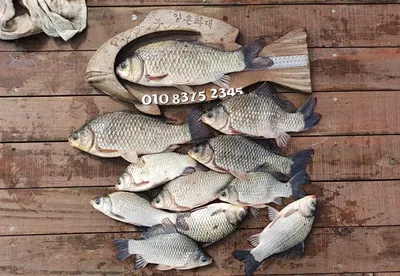 고삼지 붕어의 화려한 손맛 시작