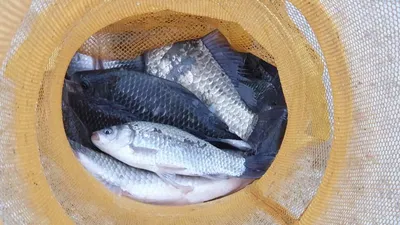 아산 명품 월랑낚시터 3월 마지막 조황이야기입니다...^^