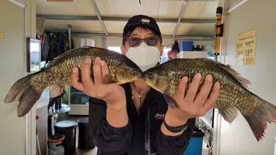 고삼지 마리수타작 조황입니다.