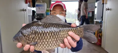 양촌좌대 사짜붕어 연일 터져줍니다.