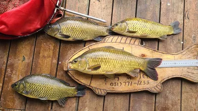 양평 힐링 수곡낚시터 7월 둘째주 주후반 붕어소식 