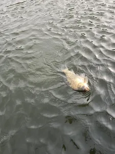 당진  항곡지 주말조황 입니다